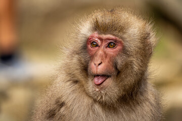 Snow Monkey
