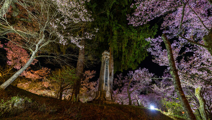 Cherry blossom festival Japan