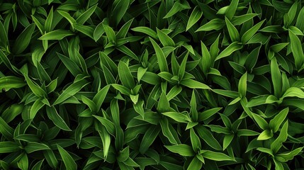 Background of green grass with long leaves texture
