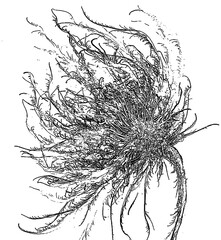 hand drawn sketch of a tree