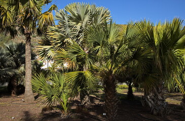 Obraz premium Scrub Palmetto in botanical garden Jardin Botanico Canario Viera y Clavijo on Gran Canaria,Canary Islands,Spain,Europe 