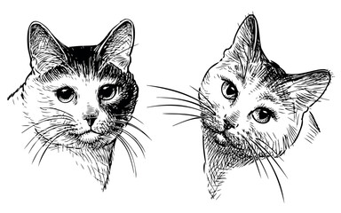  Cat potraits sketch, animal heads, pets, cute, snout, whiskers, looking, realistic, hand drawn illustration, vector, isolated on white