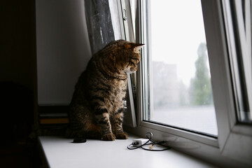 an adult beautiful tabby domestic cat sits on the windowsill and looks out the window, straight into the camera. cat close-up. pet sitting by the window