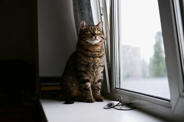 an adult beautiful tabby domestic cat sits on the windowsill and looks out the window, straight into the camera. cat close-up. pet sitting by the window