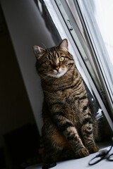 an adult beautiful tabby domestic cat sits on the windowsill and looks out the window, straight into the camera. cat close-up. pet sitting by the window