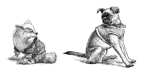Dogs, pets, vest, lap dog, two,sitting, looking, purebred, sketch, vector hand drawn illustration isolated on white