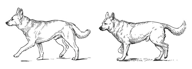 Guard dogs, walking, pets, domestic animals, purebred, realistic, contour drawing, vector, sketch,isolated on white
