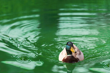 Ente in gr&uuml;ne Wasser 
