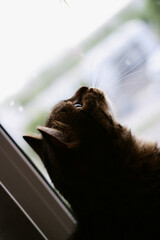 an adult beautiful tabby domestic cat sits on the windowsill and looks up. cat close-up. pet sitting by the window