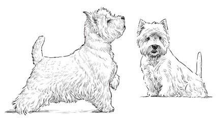 Scottish terriers, pets, dogs, lap dogs, white, cute, realistic, hand drawn, vector illustration, isolated on white