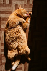 a beautiful big red domestic cat lies on its back, licks its fur, looks at the camera. The third pet close-up and in full growth lies on its back