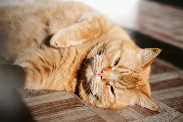a beautiful big red domestic cat lies on its back, licks its fur, looks at the camera. The third pet close-up and in full growth lies on its back