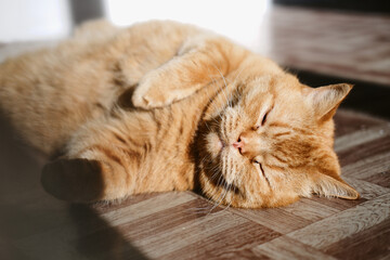 a beautiful big red domestic cat lies on its back, licks its fur, looks at the camera. The third...