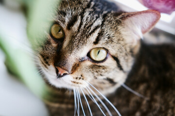 close-up portrait of a domestic tabby cat with big green eyes. close-up of a pet looking directly at the camera