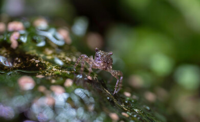 Vampire Crab close up Geosesarma Vampire Crab macro