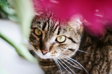 close-up portrait of a domestic tabby cat with big green eyes. close-up of a pet looking directly at the camera
