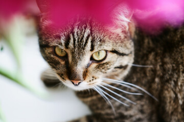 close-up portrait of a domestic tabby cat with big green eyes. close-up of a pet looking directly at the camera