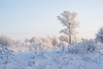 Obraz premium winter meadow with tree covered in frost in the morning