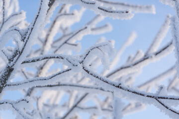 Closeup of frozen branch covered with frost on the winter morning
