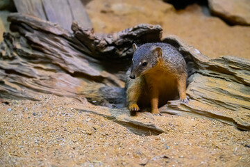 Fototapeta premium Portrait of a Narrow-striped Mongoose (Mungotictis decemlineata)
