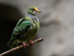 Perching Orange-fronted Fruit Dove (Ptilinopus aurantiifrons)