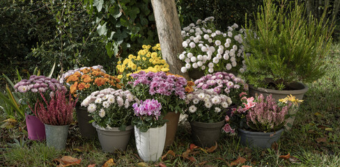 Fleurs d'automne, chrysanthème, cyclamen et bruyère