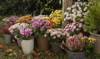 Fleurs d'automne, chrysanth&egrave;me, cyclamen et bruy&egrave;re