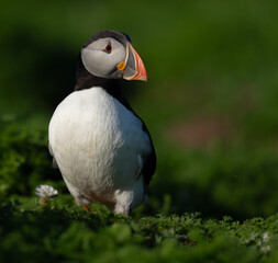 Puffin portrait at sunset