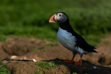 Puffin portrait at sunset