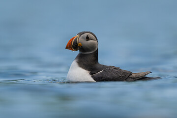 Puffin floating on the sea