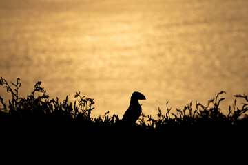 Puffin silhouette on cliff at sunset