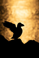 Puffin silhouette on cliff at sunset