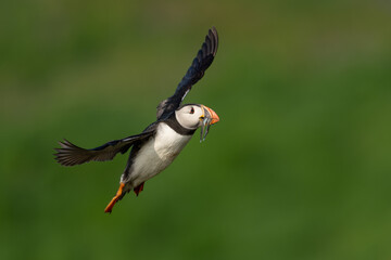 Puffin in flight with beak full of fish