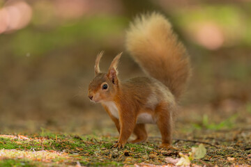 Red squirrel on forest floor