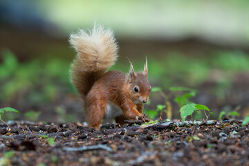 Red squirrel on burying food forest floor