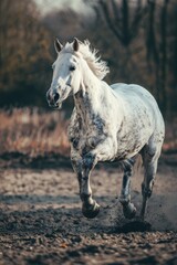 A white horse is running on a dirt field, with the sun shining down