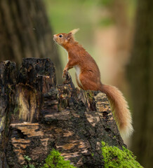 Red squirrel sat on log in forest