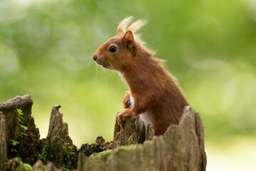 Red squirrel sat on log in forest © Timothy
