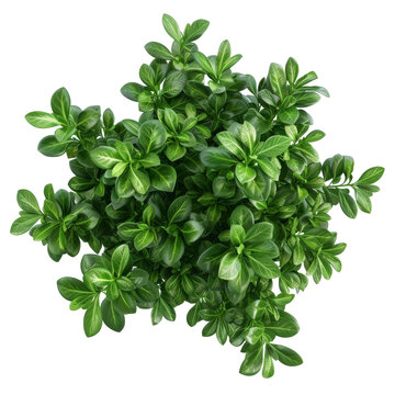 Topview Phillyrea Angustifolia Plant. Isolated on Transparent or White Background, PNG