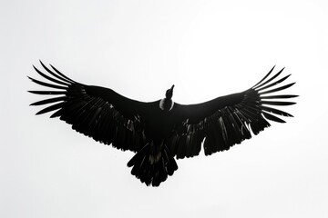 Naklejka premium A large black bird soars through the air, its wings spread wide