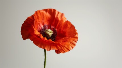 Bright red poppy flower standing in a vase against a white background