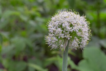 Weiße Zwiebelblume, mit zarten, weißen Blüten, ist ein Symbol der Reinheit und Unschuld. Anbau und die Pflege der attraktiven , hübschen, Wärme, Sonne liebenden Pflanze, ist für Gartenfreunde einfach.