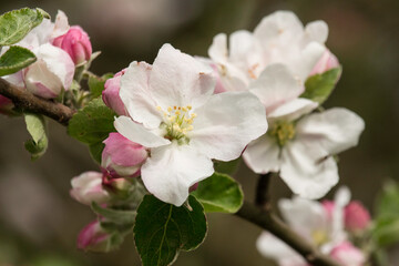 Apfelblüten am Baum