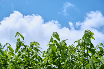 イタドリの群生 / Clusters of Japanese knotweed