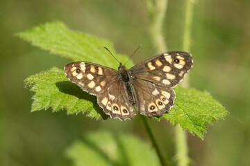 brauner Schmetterling - Waldbrettspiel