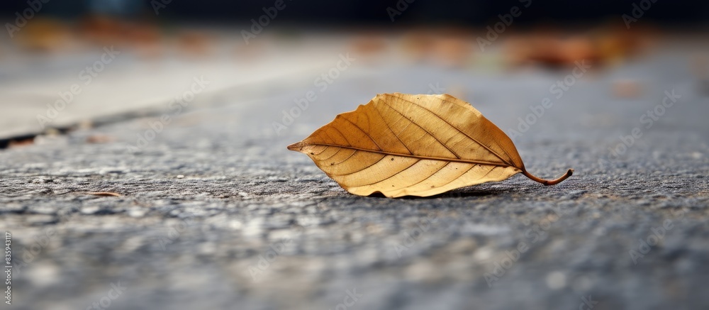 Poster the leaf laying on an asphalt. creative banner. copyspace image