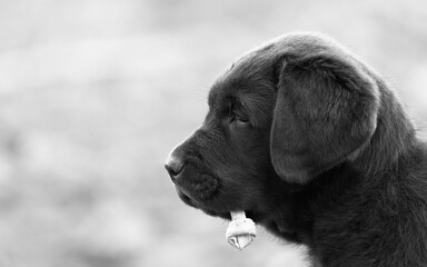 Brown Labrador Puppy