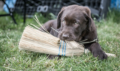 Brown Labrador Puppy