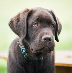 Brown Labrador Puppy