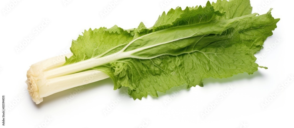 Poster horseradish leaf isolated on white background shadowless clipping paths top view. creative banner. c